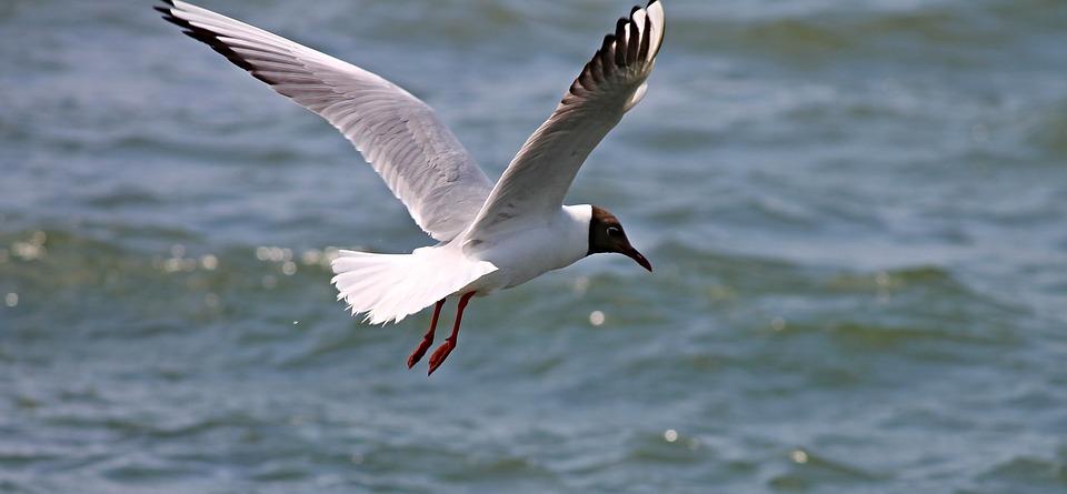 north-sea,seagull,
